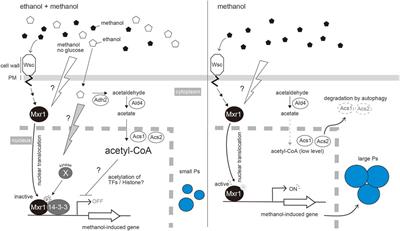 Regulation of Peroxisome Homeostasis by Post-Translational Modification in the Methylotrophic Yeast Komagataella phaffii